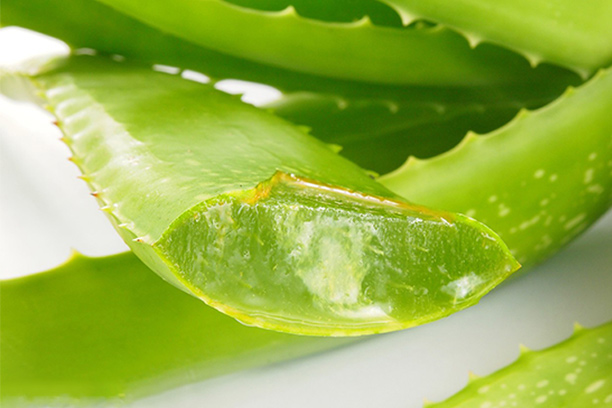 How to Extract Aloe Vera.jpg